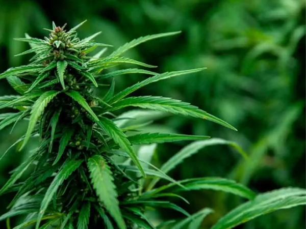[News] Why CBD Vaporizers Are the New Choice for Modern Wellness